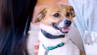 PetSafe NanoBark Collar - Bark Collar for Small Dogs