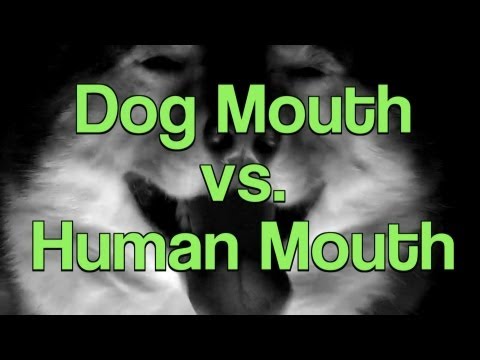 Are Dog Mouths Cleaner than Human Mouths? - YouTube