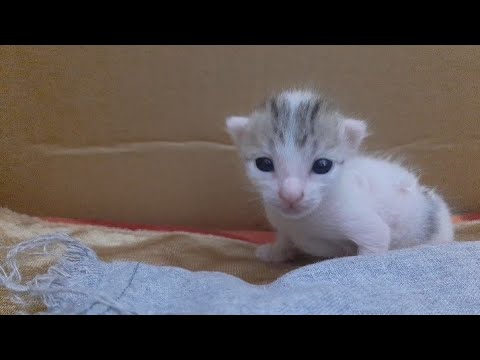 # kitten  opens  his  eyes  11 days after birth 🥰 newborn cat eyes opening #cat