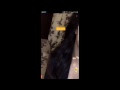 Arab Girl Online