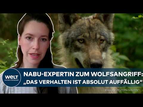 Video Thumbnail: UTRECHT: „Verhalten ist absolut auffällig“ – Nabu-Expertin zur Wolfsattacke