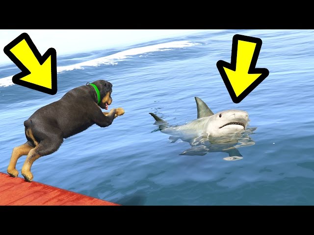 GTA 5 - Chop vs. Shark! (Who Survives?)