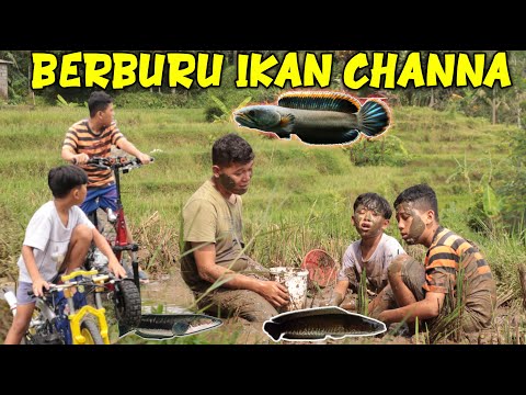 LOOKING FOR CHANNA FISH!! DITDIM WAS TOLD TO LOOK FOR FISH, BUT HE JOINED IN LOOKING FOR FISH IN ...