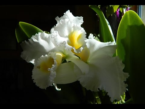 Bob Betts on a Windowsill