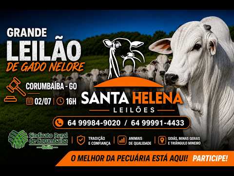 GRANDE LEILÃO DE GADO NELORE - SANTA HELENA LEILÕES (Corumbaíba - GO) 02/07/26