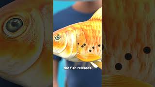 How Fish Breathe Underwater 🤔