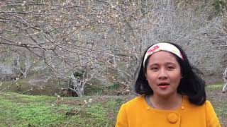 preview picture of video 'Apricot blossom in Moc Chau 2019'