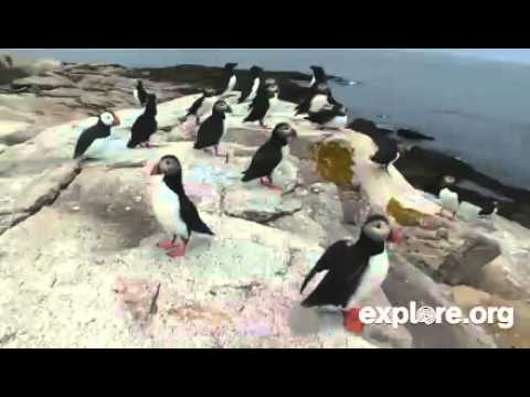 Puffin Loafing Ledge Seal Island 6/12/14