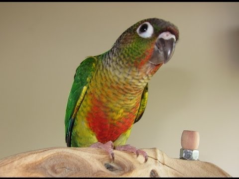 Phalean — Yellow Sided Green Cheek Conure Phalean — Yellow Sided Green Cheek Conure