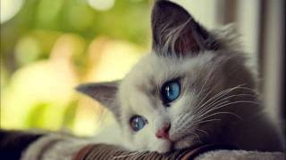 OTC - The Year of the Cat (Alex Gaudino & Paul Sander Radio Edit)