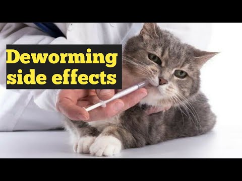 When Cat Deworming is can be harmful | Cat Deworming side effects
