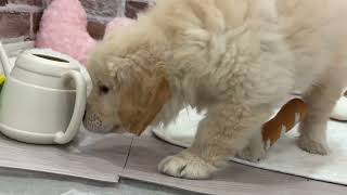 ゴールデンレトリバーの動画01