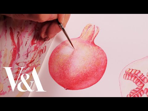 Watercolour painting of a pomegranate by Lucy T Smith | V&A