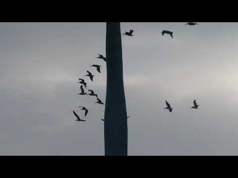 All Pelicans Flying Team