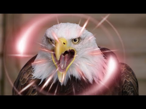 Som que espanta passaros Espantalho Ultrassónico de pássaros Afaste os da plantação