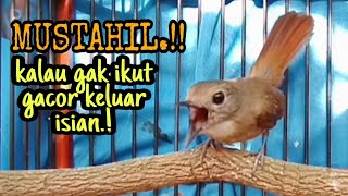 Download lagu MUNTAH ISIAN.!SRDC GACOR SETELAH PAKAI INI.!! SRDC GACOR FULL ISIAN, MASTERAN SRDC FULL ISIAN, mp3