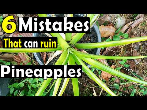 6 common mistakes to avoid when growing pineapples from the top/crown