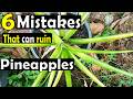 6 common mistakes to avoid when growing pineapples from the top/crown