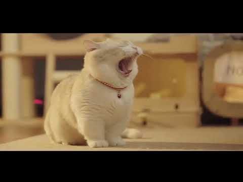 Hey, I'm a Little Cat! Feeling Tired? Take a Break with Me! No Matter What, Love Yourself!...