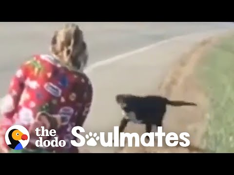 Perro corre delante de un coche y esta mujer sabe lo que le espera | The Dodo. Almas gemelas