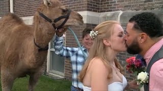 Bride Surprised by a Camel at Her 'Hump Day' Wedding