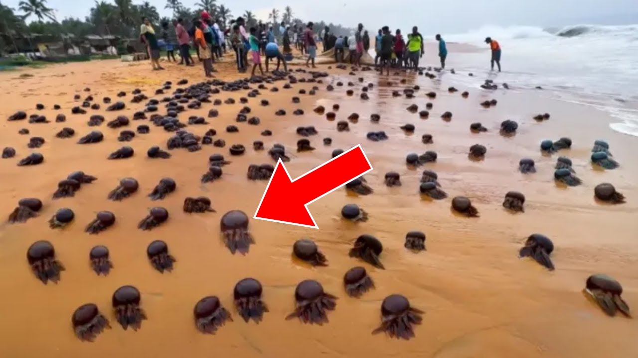 Beach Goers Found Strange Creatures Washed Ashore - They Turn Pale When Realizing What They Are