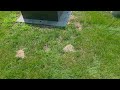 Yard Invaded by Cicada Killer Wasps in Far Hills, NJ