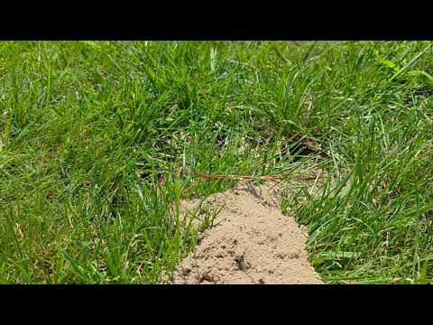 Yard Invaded by Cicada Killer Wasps in Far Hills, NJ