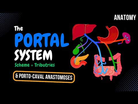 Portal Venous System (EASY Scheme) | Anatomy