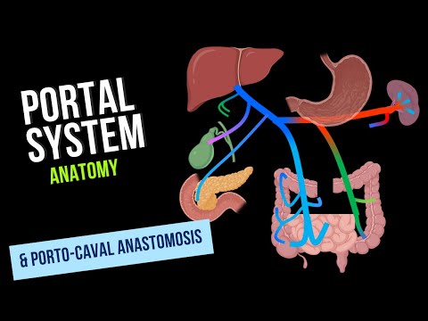 Portal Venous System & Porto-Caval Anastomosis (Tributaries and Clinical Significance) - Anatomy