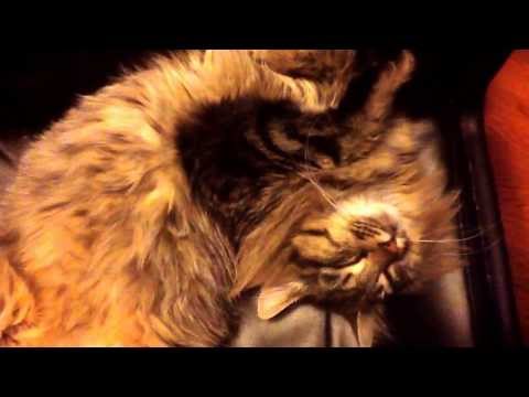Felix my cat, sleeping upside down