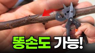 똥손도 가능한 접목 방법