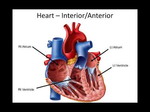 NAU Bio 202 Lab 3 – Heart and ECG