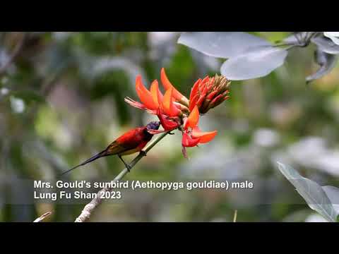 Nektárovka modrochvostá (Aethopyga gouldiae) — správanie, biotop a hlas