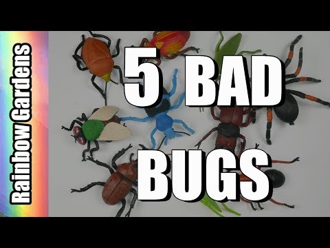 5 Bad Bugs and How to Rid Them from Your Garden - Aphids, Scale, Worms, Beetles Video