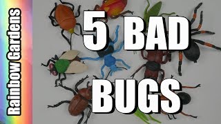 5 Bad Bugs and How to Rid Them from Your Garden - Aphids, Scale, Worms, Beetles