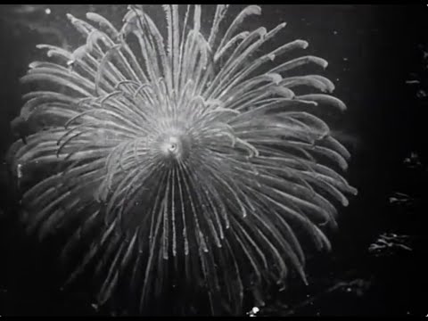 Tsvey Brider + Baymele: Finf Klafter - Full Fathom Five