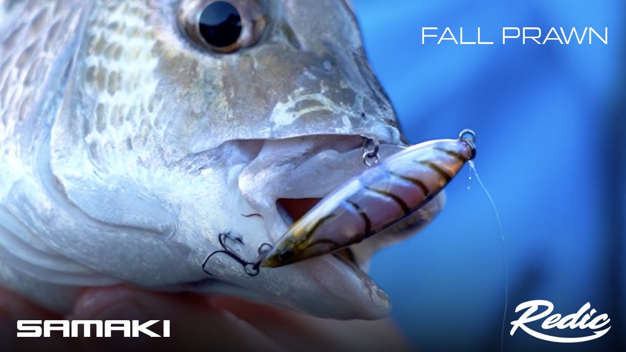 Samaki Redic Fall Prawn 40 video thumbnail