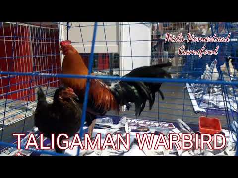 FIESTAG 2019 TALIGAMAN WARBIRD