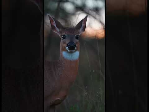 CORZUELA PARDA | FAUNA DEL CHACO