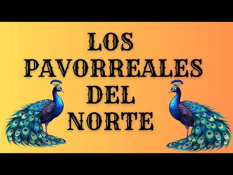 Los pavorreales del norte - 4 caminos (acústico)