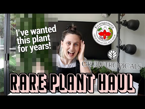 I can't believe I own these plants 🪴✨ Rare Houseplant Festival Haul