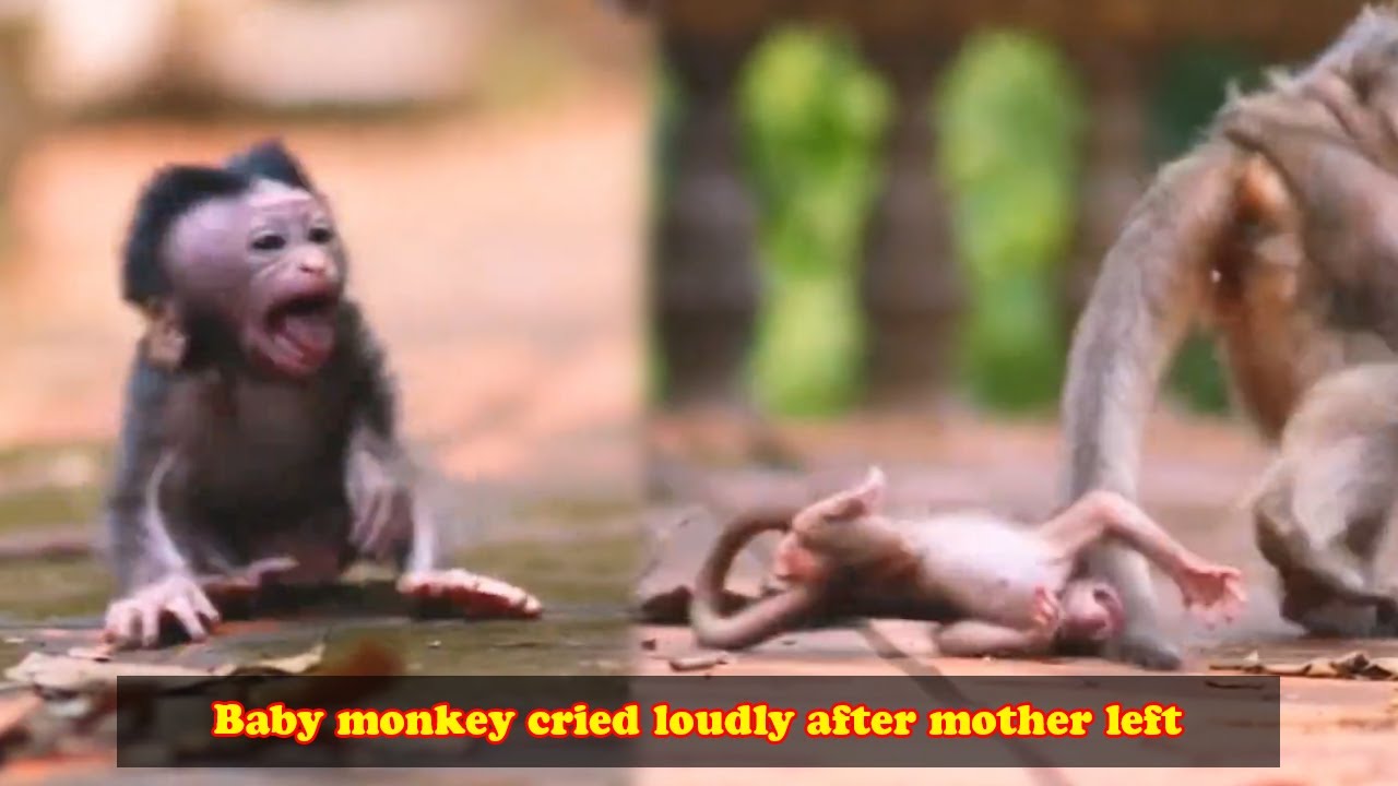 The baby monkey fell down and turned into a top in anger at being abandoned by his mother.