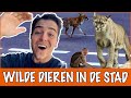 Poema's door de straten: welke dieren komen kijken nu wij binnen zitten?! | DierenpraatTV