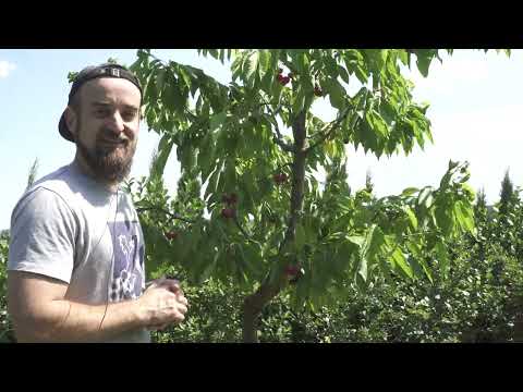 Jak uprawiać czereśnie by obficie owocowała