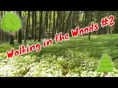 4K Forest Birdsong  Birds Sing in the Woods  No Loop Realtime Birdsong - Relaxing Nature Video #2
