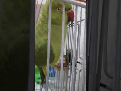 Bolny Wala Tota | Dancing Parrot | Adorable Parrot | The Astonishing Talents of Bolny Wala Tota