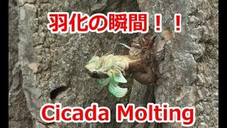 セミになるための旅２／Journey to become a Cicada 2