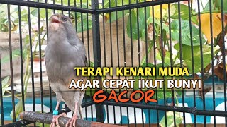 Download lagu kenari gacor panjang Cuit Cuit EMOSI, Pancingan Kenari Paud Belajar Bunyi, terapi AMPUH Kenari MACET mp3 Download lagu kenari gacor panjang Cuit Cuit EMOSI, Pancingan Kenari Paud Belajar Bunyi, terapi AMPUH Kenari MACET mp3