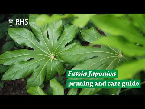 Fatsia japonica: Pruning and care guide | The RHS